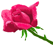 Un bouquet de roses rouges 593158